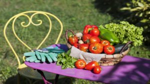 Starting a Small Vegetable Garden at Home to Save on Groceries