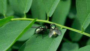 Cleaning Hacks to Get Rid of Flies in Your Home Cleaning Hacks to Get Rid of Flies in Your Home