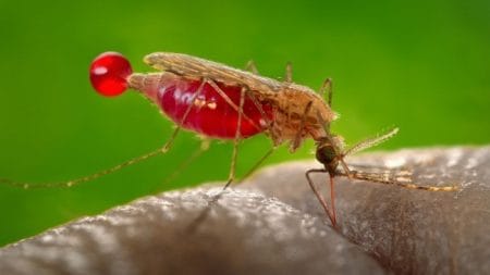 Alarming Increase in Malaria Cases Calls for Heightened Vigilance